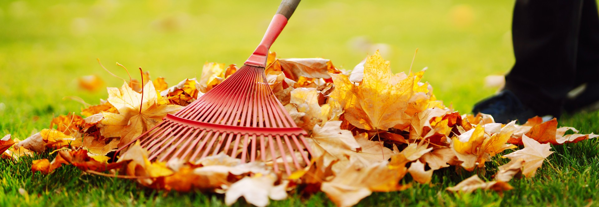 Person fegt mit Rechen Laub zusammen